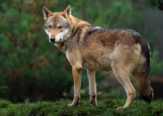 Grey wolf in autumn nature © svobodacontributor