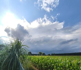 green field and blue sky, pejzaż chmury zasłaniające słońce  © Benia W