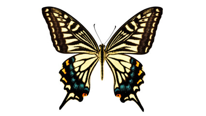 Vibrant yellow swallowtail butterfly with intricate black and blue wing patterns, spread wings © Cedric