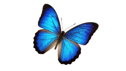 Stunning vibrant blue tropical Morpho butterfly with open wings captured from an overhead view © Cedric