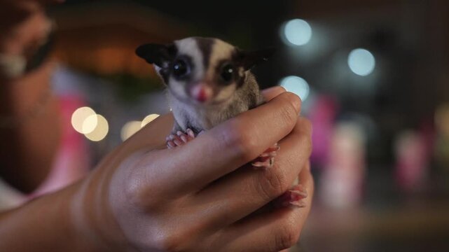 Cute sugar glider held in hands indoors, exotic pet close-up, big eyes, soft bokeh lights, adorable animal portrait.