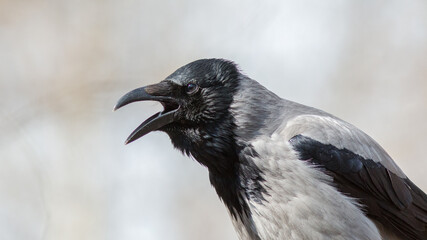 Obraz premium crow on the ground