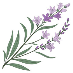 Fototapeta premium A sprig of purple flowers and green leaves