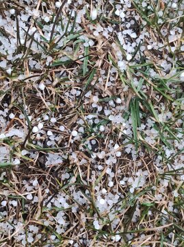 Graupelk&ouml;rner im Gras