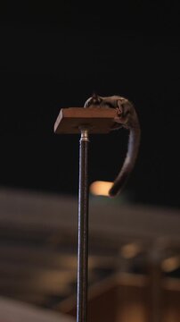 Sugar glider climbing a pole beside a human hand, cute exotic pet in a dramatic night close-up with soft bokeh background.