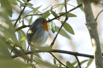 Obraz premium European robin (Erithacus rubecula) sitting on a tree branch in Zurich, Switzerland