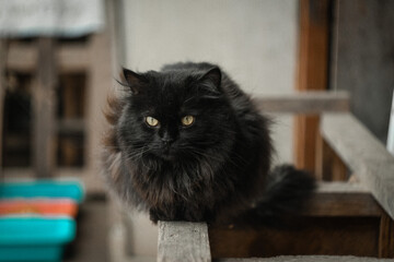 Close-up of a very fluffy black cat with bright yellow eyes sitting on wood © Nastya Revva
