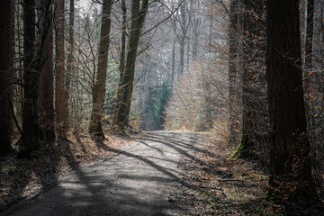 Fototapeta premium Forest pathway through trees in natural woodland landscape