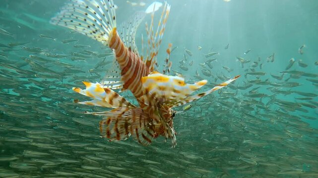 Close-up of Red Lionfish while hunting for small fish approaching to school of Hardyhead Silversides Atherina at spawning run. Common Lionfish (Pterois volitans) hunts for Atherina`s in sunburst