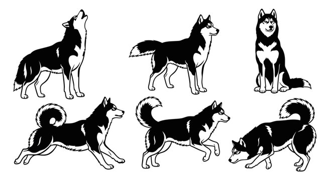 Siberian Husky Dog Poses Set: Howling, Standing, Sitting, Running, Playful