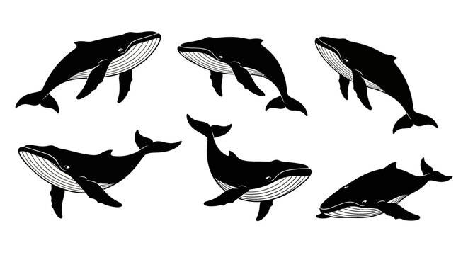 Set of Six Black Whales Silhouettes, Vector Illustration, Marine Mammals