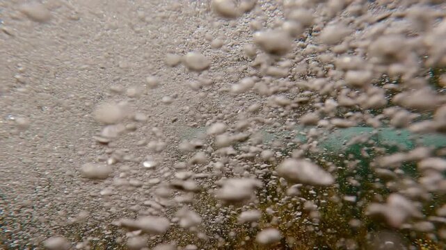 View from below as big, foaming wave sweeping above dense brown Sargassum gulfweed on shallow reef. Underwater scene of tall, dense thickets of algae swaying in storm waves under water surface