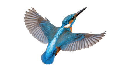 Obraz premium A common kingfisher bird with vibrant blue plumage flying with wings spread, looking up