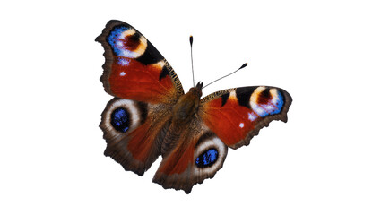 Stunning Aglais io peacock butterfly with vibrant red wings and distinctive eyespot markings © Marigold