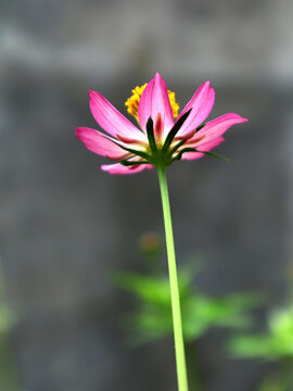 Cosmos flower (Cosmos bipinnatus or C. sulphureus), also known as kenikir, is a pest repellent plant (refugia) and edible flower.