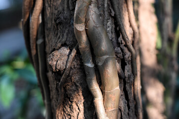 Naklejka premium Green vine and leaves attached to a tree trunk lit by sun creating shadow. Beautiful nature thriving and growing.