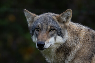Fototapeta premium A close up of a Grey Wolf (Gray Wolf) 