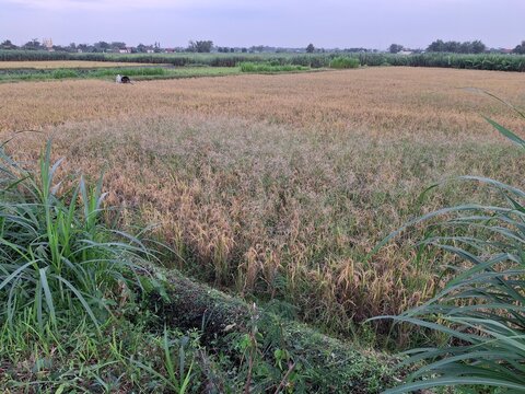 A scene in a rice paddy field in Indonesia appears to be drying out, approaching harvest time. The rice plants appear yellowish-brown, indicating they are mature and ready to be harvested. A small irr