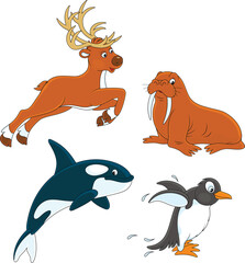 Cartoon walrus, killer whale, penguin and reindeer © Alexey Bannykh