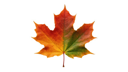 Fototapeta premium Colorful maple leaf with a striking transition of fall colors from vibrant red to green