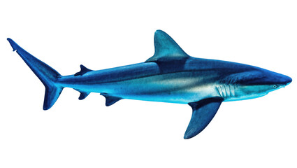 Fototapeta premium A vibrant blue shark, a powerful marine predator, glides with speed and grace underwater