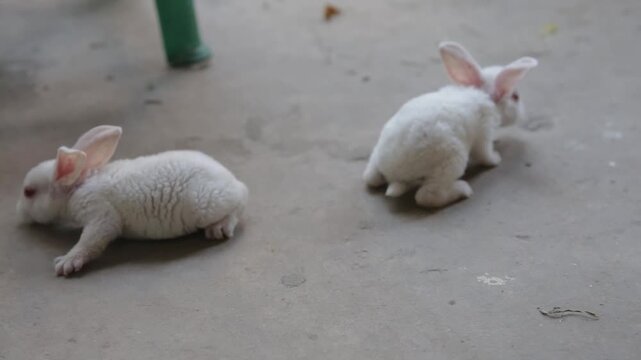 Two white baby rabbits walking on the floor, cute albino bunnies, tiny domestic pets, adorable animal close-up scene.