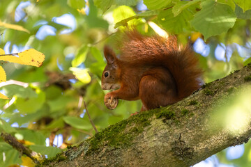 Fototapete bei efototapeten.de bestellen   
