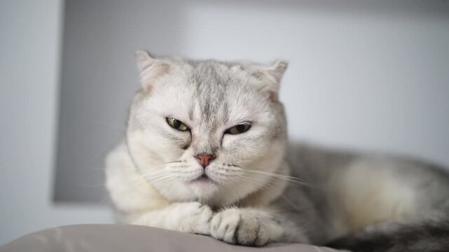 Grumpy Scottish Fold cat with white fur and green eyes, relaxed and calm, indoor close up of adorable feline pet with soft light, fluffy whiskers, short fur, silver tabby lying down, front paws