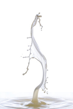 Dramatic Milk Splash Isolated on White Background Creates Abstract Sculptural Form Food Photography and Healthy Eating Concept