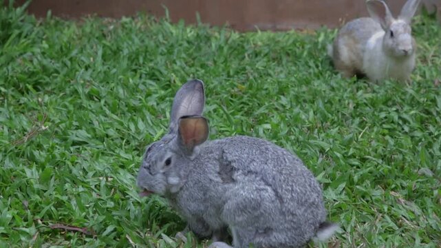 Two rabbits on green grass, cute bunny outdoor scene, adorable pet animals in natural light, calm garden video.