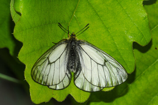 Apollo butterfly (Parnassius species, likely P. stubbendorfii) resting on green leaf.