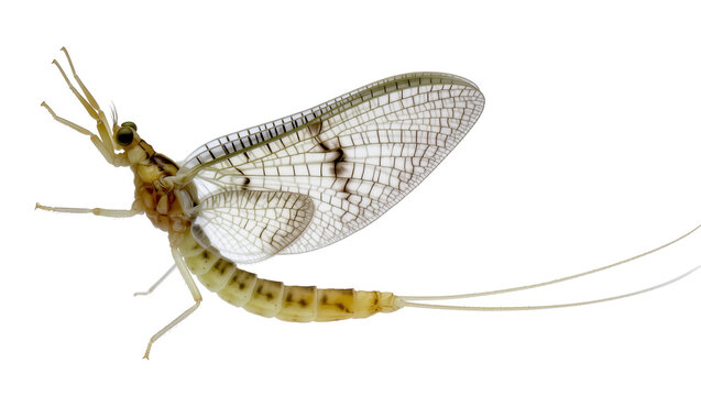Detailed macro photograph captures the delicate beauty of a mayfly insect with transparent veined wings