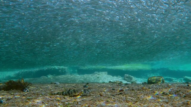 Lurking on seabed, pair of Lizardfish observe thick, shimmering ceiling of migrating Atherina fish. Predators are poised to strike into seamless school as it moves through shallow coastal waters.