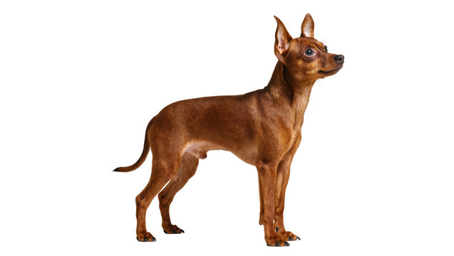 Full-length shot of a brown Miniature Pinscher standing with an alert expression