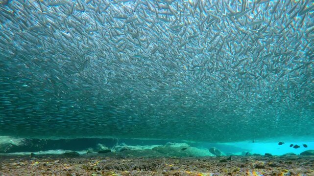 Predators in sand: two Lizardfish monitor massive, shimmering cloud of Silversides Atherina from below. Сeabed hunters contrast with high-energy migration of thousands of small fish in shallows