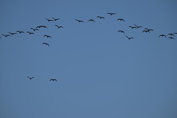 Stado gęgaw (Anser anser), dzikie gęsi lecące na niebie – dzika przyroda Polski. © Joanna