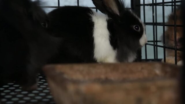 Black and white rabbit in cage close-up, cute pet bunny video, soft indoor light, adorable animal footage.
