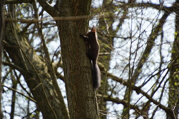 Wiewiórka ruda © Sławek