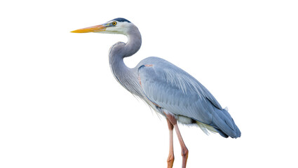 Fototapeta premium Majestic Great Blue Heron bird standing tall, showcasing its elegant plumage and long neck