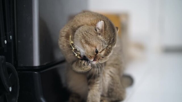 Sad brown tabby cat with patterned collar sitting indoors, adorable feline pet animal with fluffy fur and whiskers, cleaning paw and grooming itself white floor, calm relaxed domestic cat