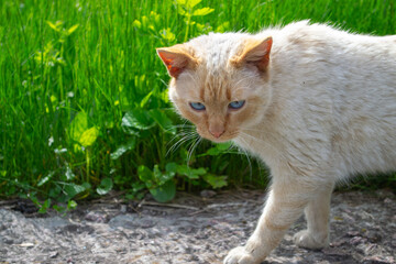 Obraz premium Cream colored blue eyed cat walking along a path beside bright green grass in sunlight. Calm outdoor scene with natural colors and animal focus.
