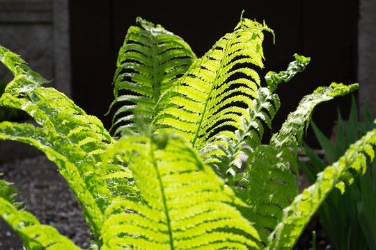 Bright green fern leaves illuminated by sunlight in a garden creating fresh natural foliage texture and calm nature mood. Detailed botanical greenery with copy space and soft background.