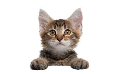 Obraz premium Cute Kitten Peeking Over Banner Edge with Paws Copy Space