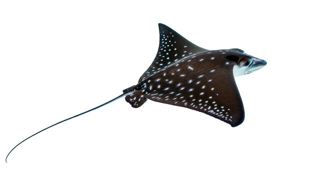 Elegant spotted eagle ray glides through clear ocean waters, showcasing its beautiful spots