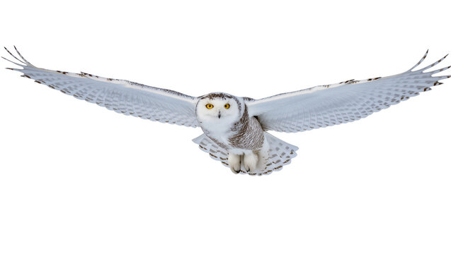 Snowy owl in graceful flight with outstretched wings, showcasing its majestic beauty