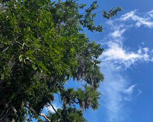 Fototapeta premium Tree Branches with Spanish Moss Against Blue Sky and Clouds