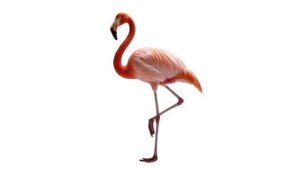 Stunning vibrant pink flamingo standing gracefully on one leg, full length tropical bird © Maria