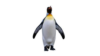 Magnificent King penguin standing tall and looking up, showing off its beautiful plumage © Maria
