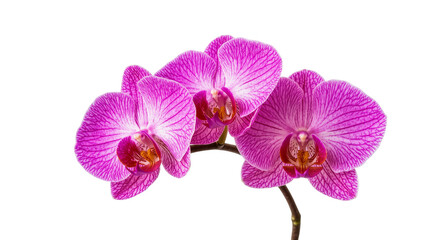 Beautiful trio of vibrant purple-pink Phalaenopsis orchid flowers blossoming on a stem