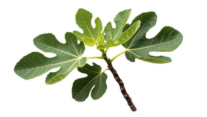 Detailed view of a fresh fig branch with vibrant green leaves, showcasing natural beauty and growth © Maria